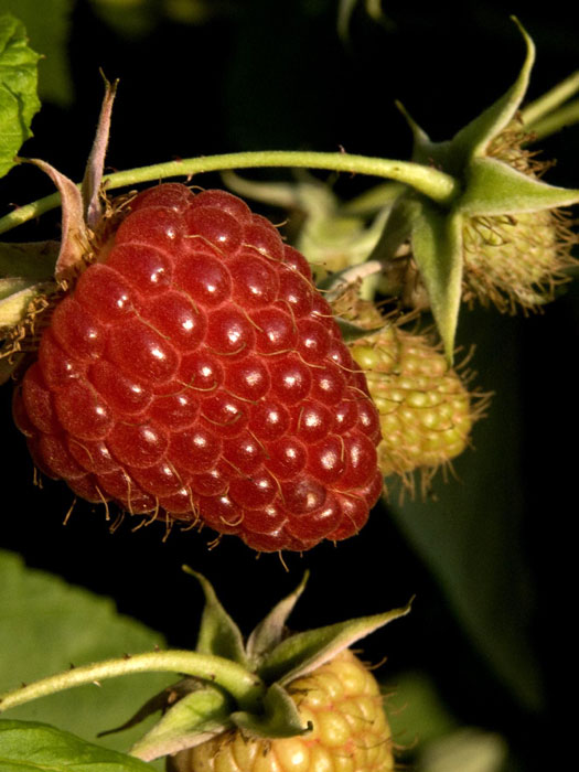 Sommerhimbeere 'Schönemann'