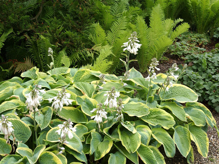 Hosta sieboldiana 'Frances Williams', Blaue Gelbrand-Funkie, Herzblatt-Lilie