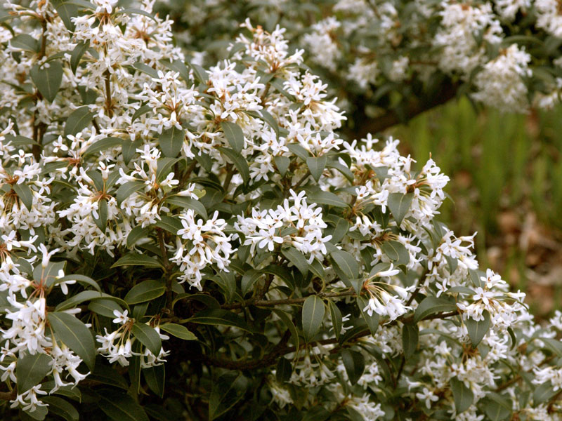 Osmanthus burkwoodii, Frühlings-Duftblüte