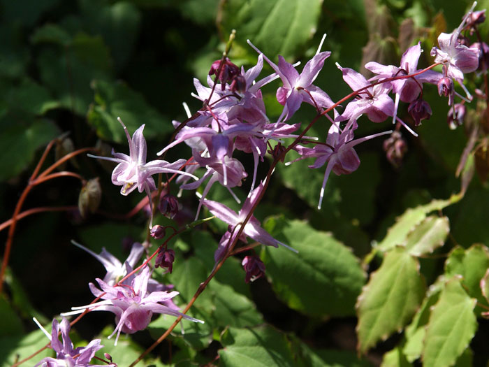 Blütenstand der Elfenblume 'Lilafee'