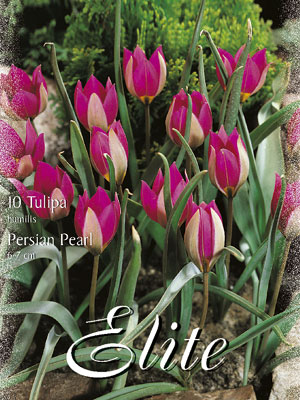 Botanische Tulpe 'Persian Pearl' (Art.Nr. 595658)