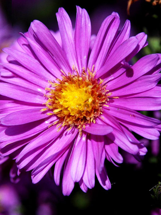 Aster novi-belgii 'Karminkuppel', Glattblatt-Aster