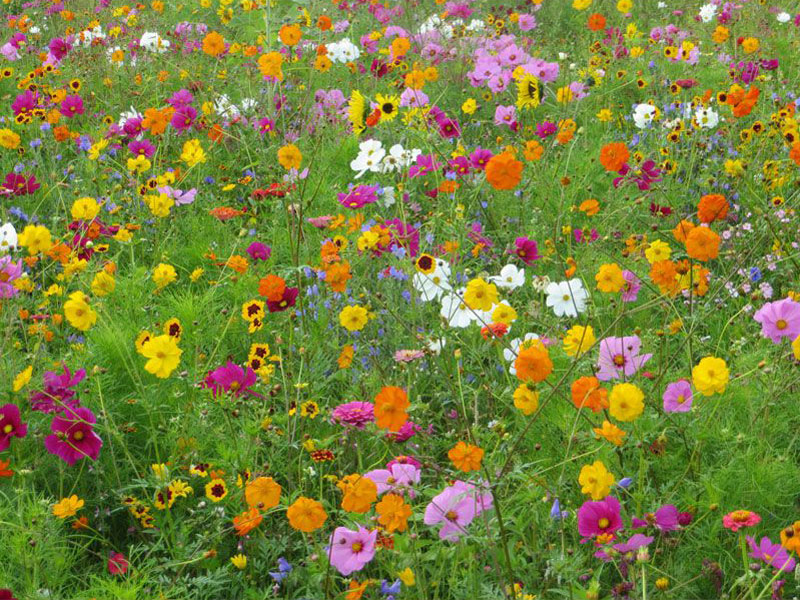 Blumenwiese - Meissner Blütenfeuerwerk