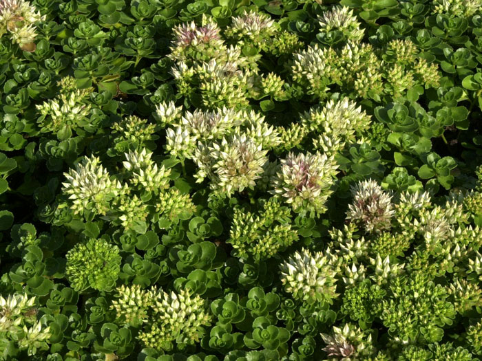 Sedum spurium 'Album Superbum', Kaukasische Teppich-Fetthenne, Tepich-Sedum