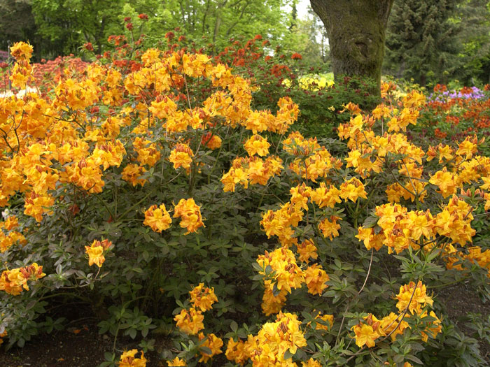 Rhododendron luteum 'Klondyke', sommergrüne japanische Gartenazalee