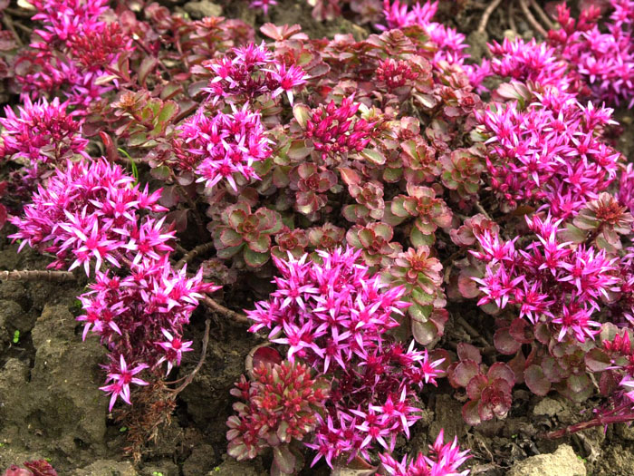 Sedum spurium 'Fuldaglut' (M), Kaukasische Teppich-Fetthenne, Teppich-Sedum