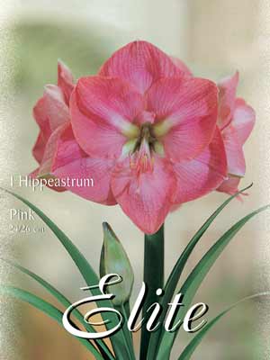 Amaryllis rosa, Hippeastrum (Art.Nr. 596364)