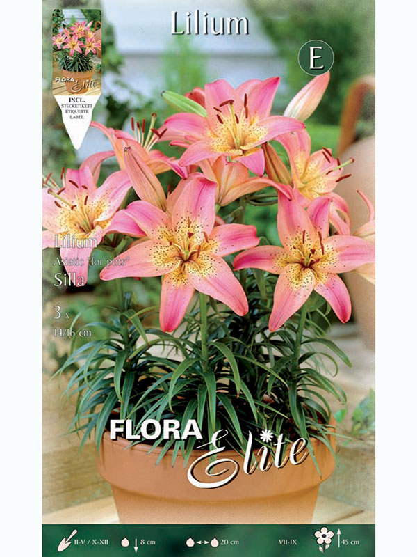 Topf- und Beet-Lilie 'Silla', Lilium (Art.Nr. 5217835)