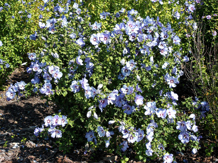 Garteneibisch Ardens in voller Blüte