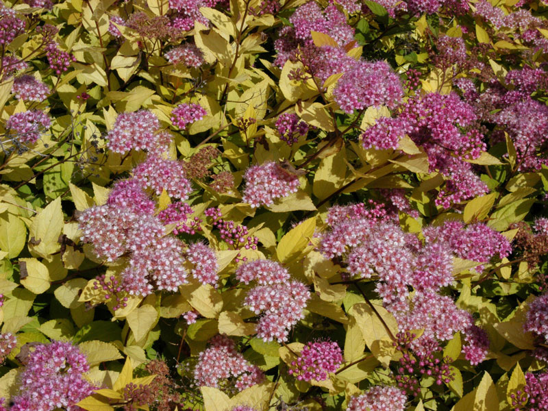 Spiraea japonica 'Golden Princess', Gelbe Zwergspiere