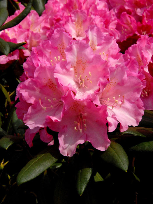 Rhododendron yakushimanum 'Kalinka'