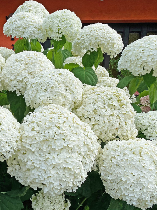 Hydrangea arborescens 'Strong Annabelle', Schneeball-Hortensie