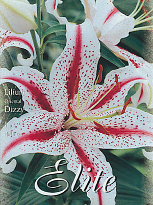 Orientalische Lilien-Hybride 'Dizzy' (Art.Nr. 597130)