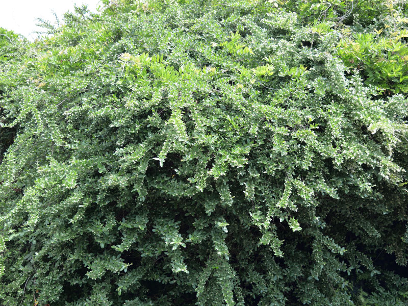 Ligustrum obtusifolium regelianum, Flächen-Liguster