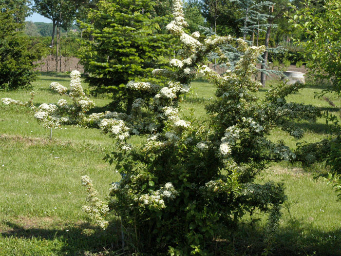 Feuerdorn Soleil d'Or 