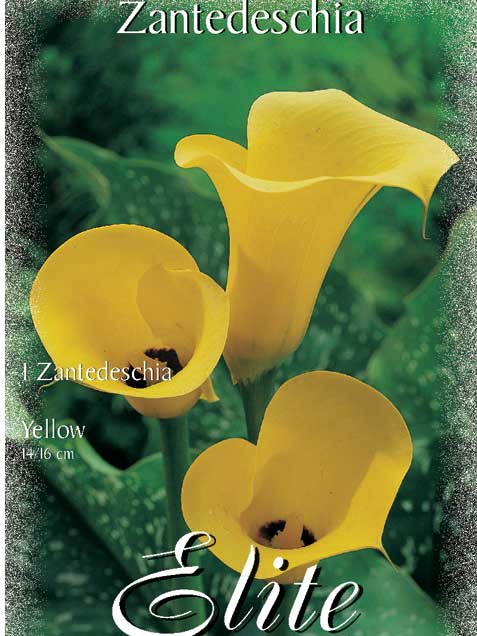 Calla 'Yellow', Zantedeschia (Art.Nr. 522170)