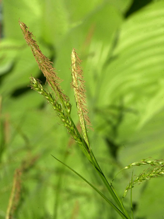 Carex sylvatica, Wald-Segge