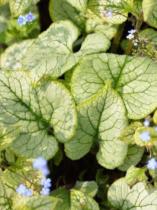 Brunnera macrophylla 'Looking Glass',  silberlaubiges Kaukasus-Vergissmeinnicht