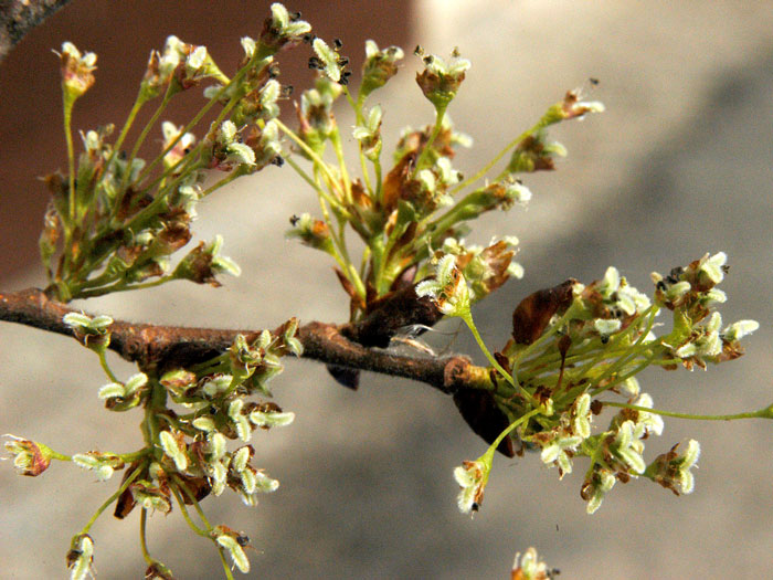 Ulmus glabra, Bergulme