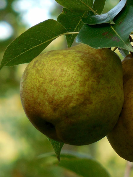 Säulenbirne 'Obelisk', Pyrus communis 'Obelisk'