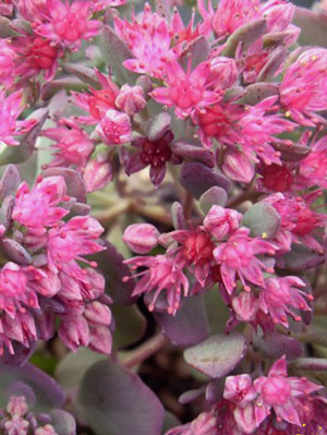 Sedum cauticola 'Bertram Anderson', Purpur-, Himalaja- oder Pflaumen-Fetthenne