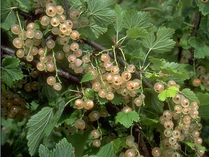 Johannisbeere 'Weiße Versailler'