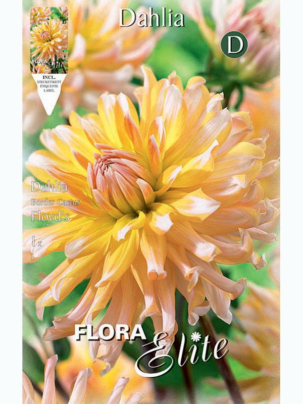 Beet-Dahlie 'Floyd's', Dahlia (Art.Nr. 5203110)