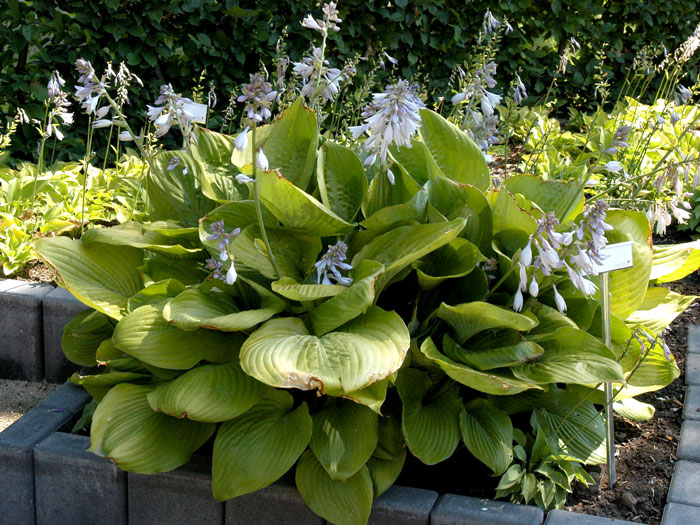 Hosta x cultorum 'Sum and Substance', Große Garten-Funkie, Herzblatt-Lilie