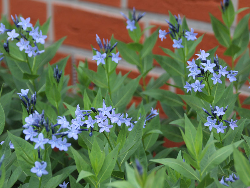 Amsonia tabernaemontana 'Blue Ice', Röhrenstern, Blausternbusch