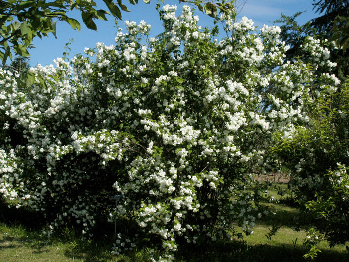 Bauernjasmin Strauch