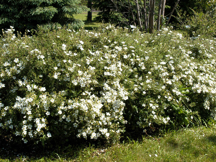 Fünffingerstrauch Abbotswood Hecke