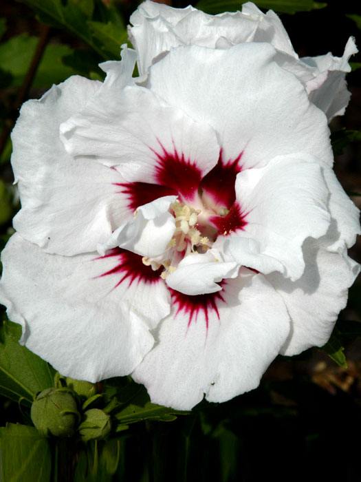 Hibiscus syriacus 'Speciosus', Hibiskus, Garteneibisch