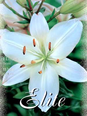 Asiatische Lilien-Hybride 'White', Lilium (Art.Nr. 521684)