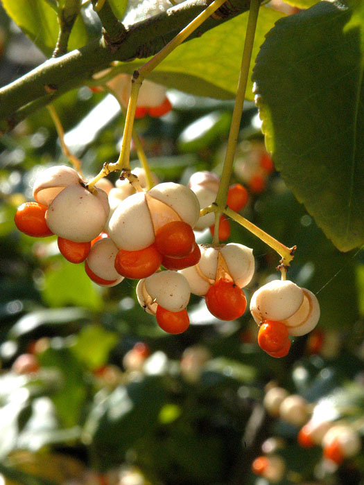 Frucht der immergrünen Kriechspindel