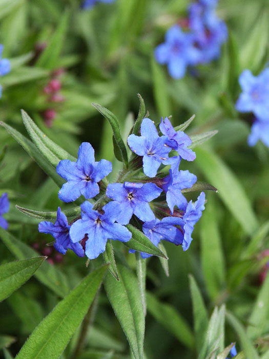 Zarte Blüte des purpurblauen Steinsame