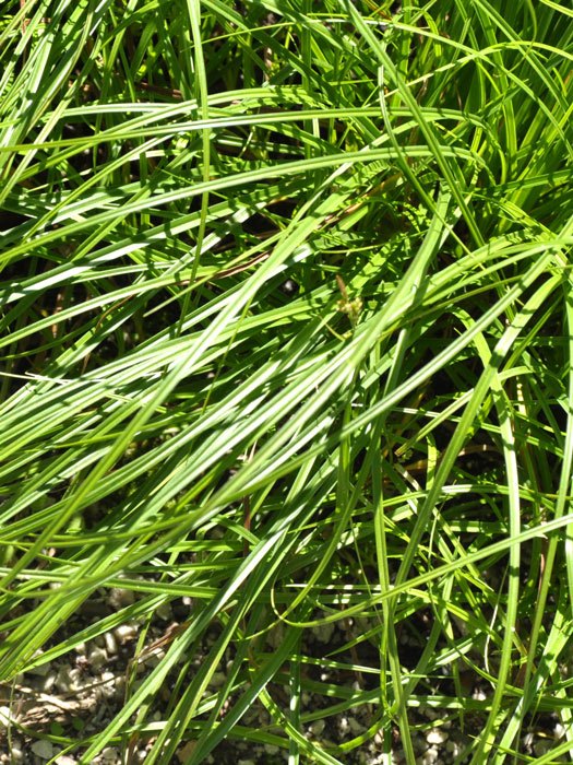 Carex caryophyllea 'The Beatles' (M), Pilzkopf-Segge