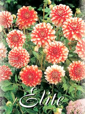 Beet-Dahlie 'Musette', Dahlia (Art.Nr. 520390)