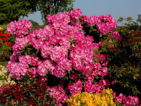 Rhododendron 'Anastasia'