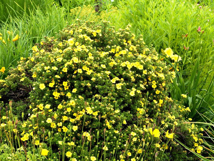 Potentilla Hachmanns Gigant Solitärstrauch