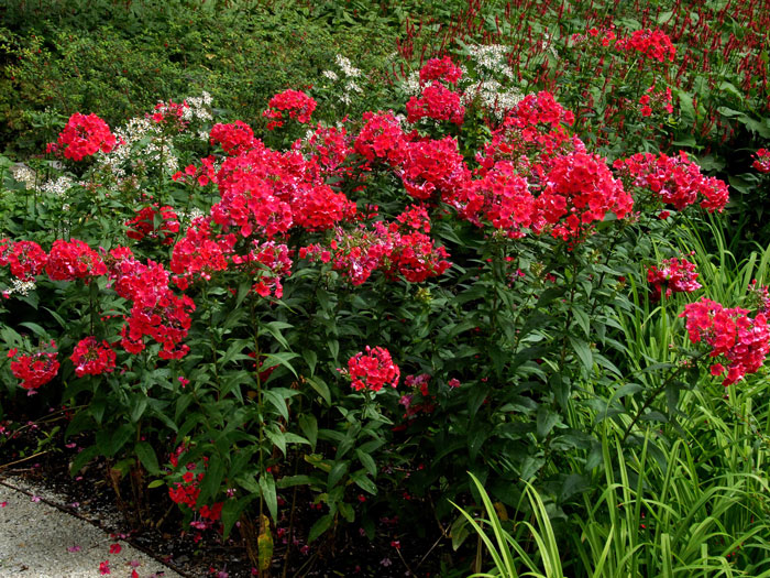 Phlox paniculata 'Starfire' (M), Flammenblume, Sommerphlox