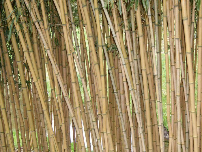 Phyllostachys aureosulcata aureocaulis, Goldener Peking Bambus