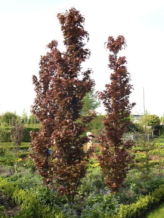 Fagus sylvatica 'Rohan Obelisk', Rote Säulenbuche