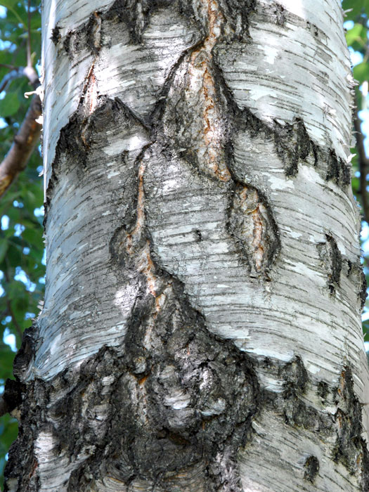 Betula pendula, Sandbirke, Weißbirke