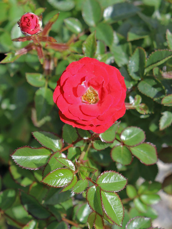 Rose Mandy ® - Kordes