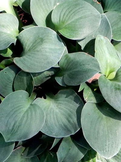 Hosta x hybrida 'Blue Mouse Ears', Blaue Zwerg-Funkie, Herzblatt-Lilie