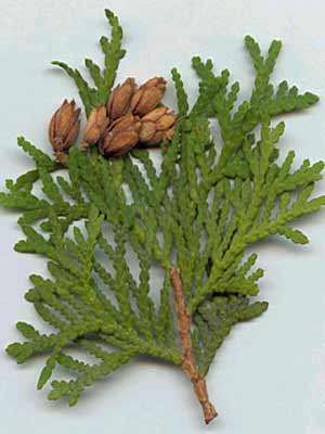 Samenkapsel Thuja occidentalis