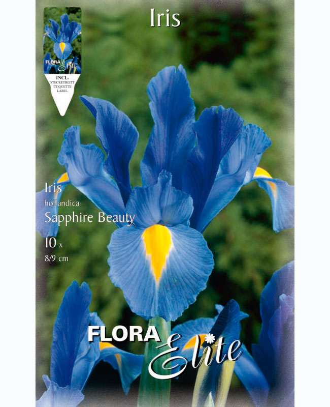 Holländische Iris 'Sapphire Beauty', Iris hollandica (Art.Nr. 5969090)