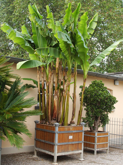 Musa basjoo im großen Holzkübel