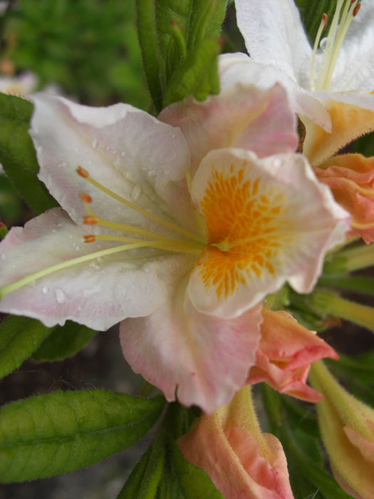 Rhododendron luteum 'Möwe', sommergrüne japanische Gartenazalee