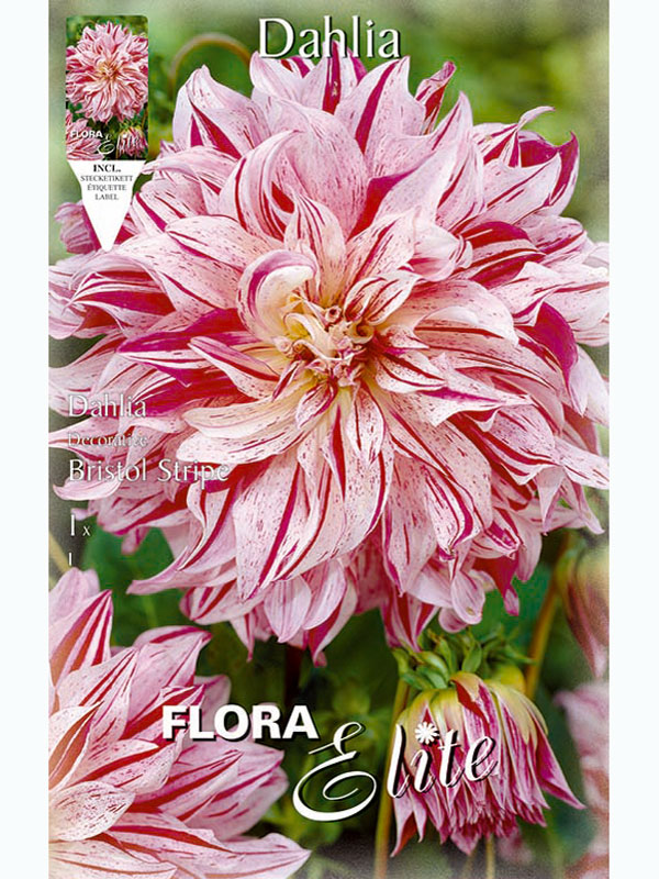 Schmuck-Dahlie 'Bristol Stripe', Dahlia (Art.Nr. 5201340)